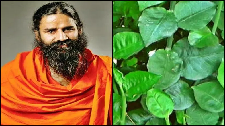 7 दिनों में बवासीर को जड़ से खत्म कर देगा यह हरा पत्ता, बाबा रामदेव ने बताया रामबाण इलाज